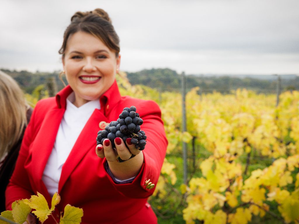 Hambledon wine vineyard crew member holding grapes